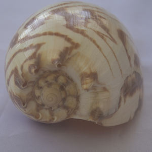 เครื่องประดับเปลือกหอยขนาดใหญ่25-30ซม. เสื้อผ้าบาติก - Product Image 1