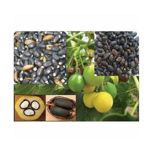 Semillas de Jatropha Naturales Secas de Primera Calidad, 100% Naturales, Origen Estadounidense, Empaque a Granel, Precio Bajo, Gran Venta, 3 Años de Duración - Product Image 5