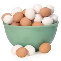 Huevos de pollo fertilizados, Cobb 500, huevos de pollo, Cobb 700