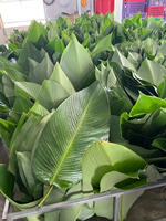 Feuilles de Dong vert frais enveloppant la feuille produit écologique du Vietnam