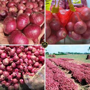 Ajo picado fresco premium y cebollas rojas - Origen Vietnam, en bolsa de malla, 4 semanas de duración, para procesamiento y exportación de alimentos - Product Image 3