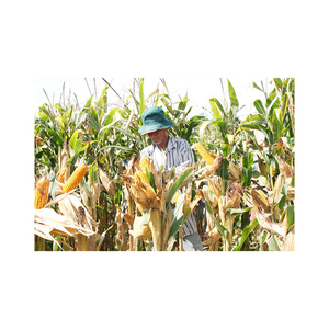 Alta calidad 20 Kg Maíz amarillo Maíz Canadá Blanco AD Precio-Bolsas de maíz amarillo seco Premium para humanos - Product Image 2