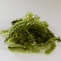 HAUTE VALEUR-RAISINS DE MER DU VIETNAM/CAVIAR VERT POUR L'EXPORTATION MONDIALE