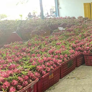 Fruit de dragon de chair blanche fraîche Vietnam qualité d'exportation goût sucré taille 350-550g et 700g longue durée de conservation - Product Image 2