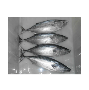 Poisson congelé entier rond de bonite, thon, skipjack - Product Image 4