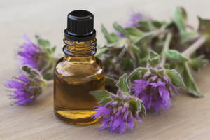 Aceite esencial de pennyroyal puro 100%, venta al por mayor, aceite esencial de pennyroyal natural y puro a granel - Product Image 3