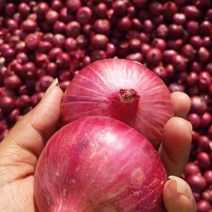 Oignon rouge à pollinisation libre pour la production et la distribution à grande échelle de légumes commerciaux - Product Image 1
