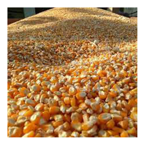 ข้าวโพดเหลืองคุณภาพสูง ปลอดจีเอ็มโอ จากบราซิล ขายส่งจากโรงงานโดยตรง อายุการเก็บรักษา 12 เดือน - Product Image 6