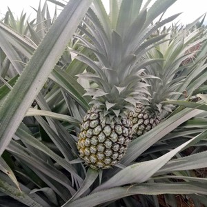 สับปะรดสดเวียดนามเดิมหวานสับปะรดผลไม้ผลิตภัณฑ์การเกษตรสับปะรดสดตามวันหยุด - Product Image 3