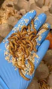 Gusanos de harina vivos naturales para animales pequeños/Katty - Product Image 2