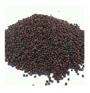 Graines de canola de qualité supérieure en provenance d'Autriche pour les commandes en gros Fabrication d'huile et utilisation agricole - Product Image 6