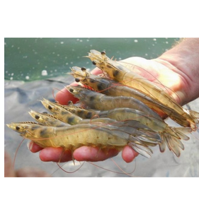 Offre Spéciale du Vietnam Variété de crevettes Vannamei Prix entier Congelé Litopenaeus Vannamei Export Spécialisé dans l'exportation de l'UE - Product Image 4