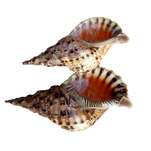 Elegante Triton Shell Natural Ocean Decoración Superficie suave y brillante Triton Shell de Vietnam Proveedor para Decoración - Product Image 6
