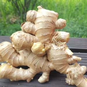 Fresh 10kg/Carton Ginger Venta caliente Producto agrícola Ingwer/Gingembre-Stock disponible Llamar + 84362512699 - Product Image 2