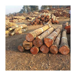 Bûches de bois de suar de qualité supérieure disponibles à l'achat en vrac à grande échelle - Product Image 2