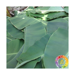 Feuille de bananier frais feuilles de bananier congelées exportation du Vietnam en gros prix bon marché 100% emballage alimentaire durable de haute qualité naturel - Product Image 2