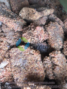 Haute qualité par Rikaz Soudan Acacia gomme arabe Hashab gomme arabe sénégal Produit agricole de qualité supérieure - Product Image 6