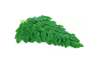Extrait de feuilles de Moringa de qualité alimentaire supérieure, extrait végétal au CO2, cire en conserve avec vitamines - Product Image 2
