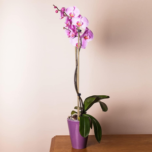 Les piquets de jardin en bambou naturel et flexible d'Eco2Go, idéaux pour le soutien des plantes en agriculture - Product Image 5