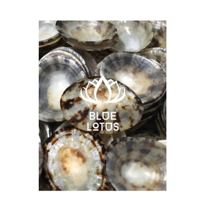 Produit Disponible Produit Coquille Limpet pour Femme Enceinte Coquilles de Bébé Allaitement au Meilleur Prix-LOTUS BLEU du Vietnam - Product Image 1