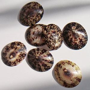 หอย limpet สำหรับงานฝีมือในมหาสมุทรแบบทำมือโครงการผลิตและตกแต่งของที่ระลึกริมชายหาดสไตล์รีสอร์ท - Product Image 4