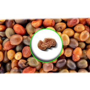 เปอร์เซียโคลเวอร์ | พืชแห้งพร้อมฟาร์ม | โภชนาการของสัตว์เชิงนิเวศ - Product Image 4