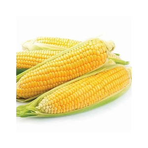 Grans de maïs jaune séché pur de qualité supérieure/maïs à vendre au prix de gros le moins cher - Product Image 2