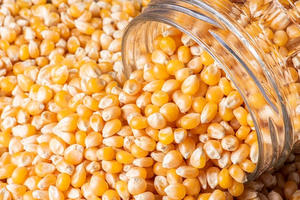 Grain alimentaire à haute teneur en protéines de maïs jaune séché le plus vendu pour les animaux au prix le plus bas sac en PP de 50kg pour l'exportation - Product Image 3