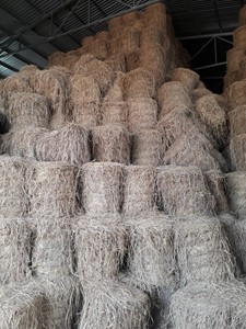 Hierba de paja de arroz para la venta forraje animal exportadores profesionales de alta calidad de Vietnam - Product Image 4