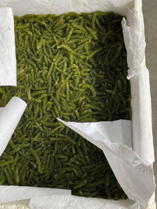 Giá tốt nhất biển nho từ Việt Nam chất lượng cao tự nhiên biển nho - Product Image 6