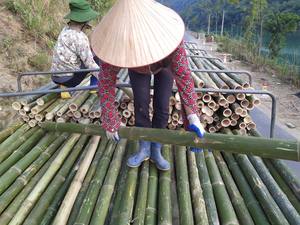 Various Size of <b>Bamboo</b> Pole/ Natural <b>Bamboo</b> Pole/ <b>Bamboo</b> <b>Fence</b> Use in Construction and Gargen From Vietnam - Product Image 5