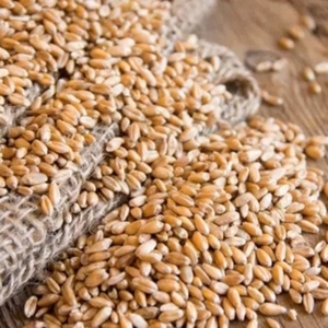 Grains de blé 100% purs, graines de blé commun pour la transformation alimentaire et l'alimentation animale, à vendre - Product Image 5