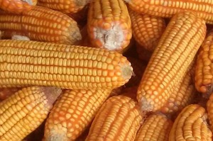 100% granos de maíz blanco naturales y no OGM a la venta - Product Image 5