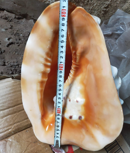 Coquille de Cassis cornuta finie à la main en provenance du Vietnam, dotée d'un matériau robuste pour la décoration marine et l'artisanat sur mesure - Product Image 5