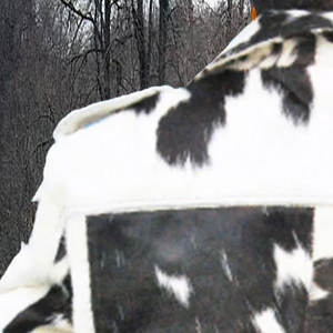 Chaquetas de cuero genuino de vaca totalmente personalizadas Chaqueta de cuero de vaca de color sólido resistente de bajo precio para hombres - Product Image 4