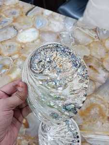 Conchas de abulón nácar pulidas naturales muy atractivas, ideales para reventa por diseñadores nativos de joyería y vestuario - Product Image 5