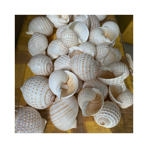 Turbo Burgess Seashells decorativo-Procedente de Vietnam, alta calidad, varios tamaños, estándar de exportación - Product Image 4