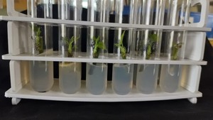 Premium Autoclavable Borosilicate <b>Glass</b> Test Tubes <b>Heat</b> <b>Resistant</b> Tissue Culture Glassware - Product Image 6