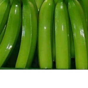 Organic Green Cavendish <b>Fresh</b> <b>Bananas</b> for International Trade - Product Image 4