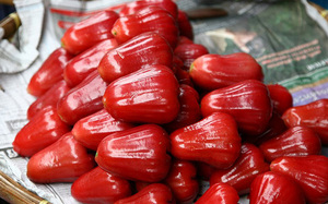 Pomme de cire séchée douce de qualité supérieure, Vietnam, collation de fruits tropicaux naturels, exportation - Product Image 4