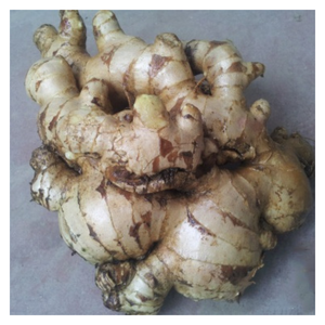 Venta al por mayor de jengibre fresco Vietnam aspecto limpio fragancia fuerte de alta calidad para los mercados - Product Image 6