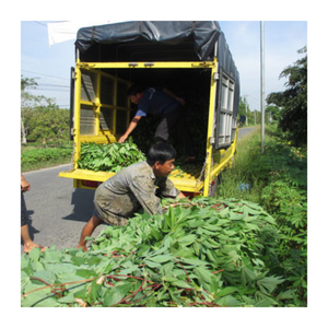 Hoja de yuca congelada al mejor precio, venta al por mayor de Vietnam, hoja de yuca picada de alta calidad para exportación, suministro de alimentos a granel - Product Image 5