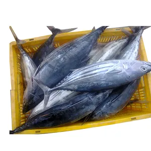 Peixe mackerel do oceano frozen, peixe com chupeta