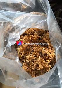 Cápsulas de musgo marino orgánico/musgo marino irlandés de Vietnam/Shyn Tran - Product Image 5