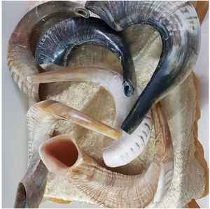 CORNE DE MOUTON CORNE DE RAM - Product Image 4