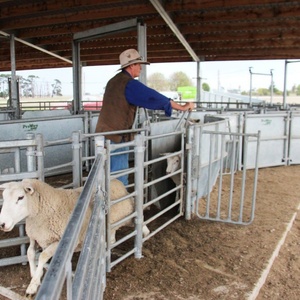 Corral de Ovejas Resistente, Galvanizado en Caliente, <span class=keywords><strong>para</strong></span> Corrales de Ovejas - Product Image 5