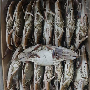 อาหารทะเลปู3จุดแช่แข็งมาตรฐานส่งออกผู้จัดจำหน่ายขายส่ง - Product Image 6