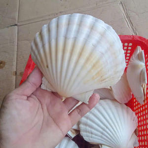 Durable et étonnant: coquillages vietnamiens en vrac pour l'exportation - Product Image 1