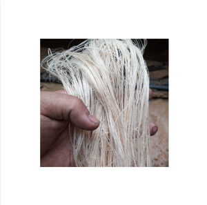 BIODEGRADABLE BANANA <b>SILK</b> - RAW MATERIAL EXTRACT FROM BANANA TREE for WET SPINNING and TEXTILE KNITTING - Product Image 2