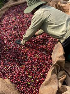 Sac en jute de grains de café Robusta torréfiés OEM ODM de qualité supérieure fabriqué au Vietnam vente en gros - Product Image 5